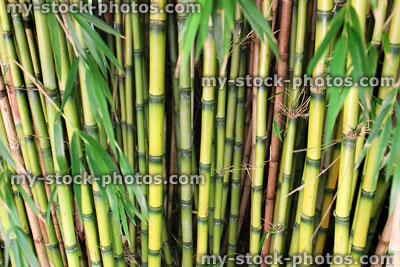 Stock image of Andean weeping bamboo plant (Chusquea Culeou), striped canes