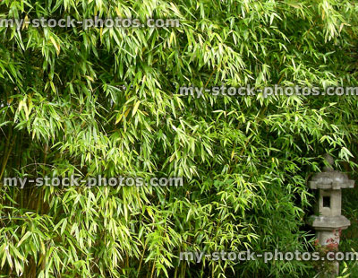 Stock image of bamboo and granite Japanese pillar lantern, oriental garden