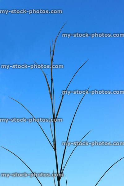 Stock image of young, tall bamboo shoot growing quickly, blue sky