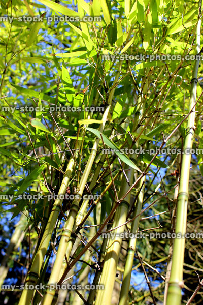 Stock image of bamboo canes / stems, looking upwards to the sky