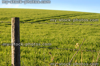 Stock image of green farm field with barbed wire fence