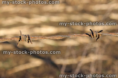 Stock image of rusty barbed wire with spikes, blurred field background