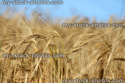 Stock image of field of ripe barley seeds / barley seed heads ready to harvest