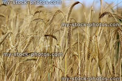 Stock image of field of ripe barley seeds / barley seed heads ready to harvest
