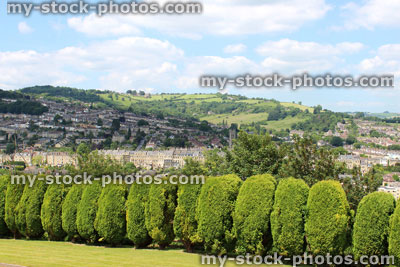Stock image of cypress conifer hedge with clipped individual trees, Bath city views