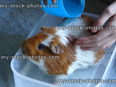 Stock image of ginger and white guinea pig, cavy being washed / bathed