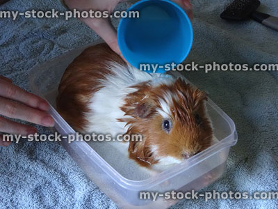 Stock image of pet guinea pig being washed / bathed with shampoo