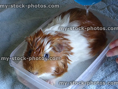 Stock image of shampooing / washing pet guinea pig in bath water