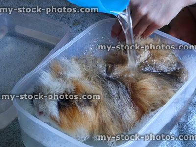 Stock image of bathing / washing pet guinea pig with small rodent shampoo