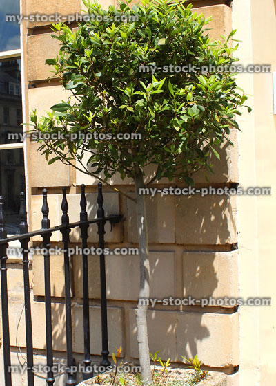 Stock image of tall standard bay tree in square stone pot
