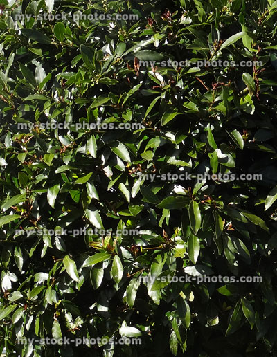 Stock image of evergreen bay tree hedge leaves (laurel / laurus nobilis)