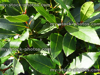 Stock image of green bay tree leaves / shoots (laurel / laurus nobilis)