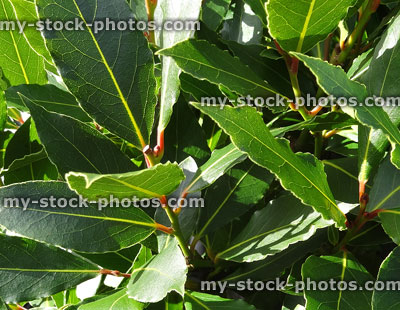 Stock image of green bay tree leaves close up (laurel / laurus nobilis)