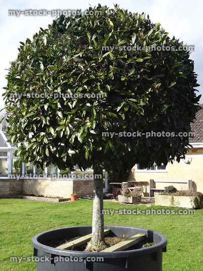 Stock image of large standard bay tree (laurus nobilis), garden lawn