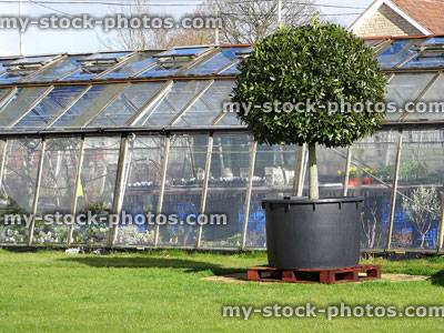 Stock image of large standard bay tree specimen plant (laurus nobilis), greenhouse