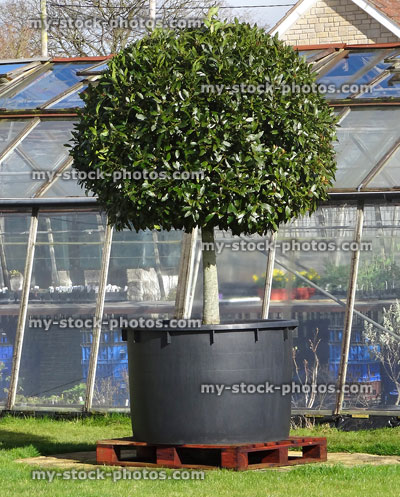 Stock image of large standard bay tree specimen plant (laurus nobilis)