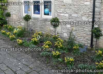 Stock image of flower border in spring, daffodils / standard bay trees