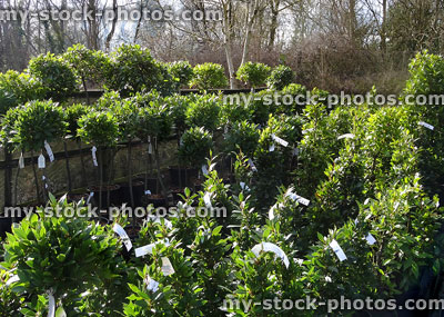 Stock image of standard bay trees (laurel / laurus nobilis), garden centre