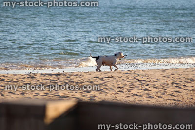 Stock image of English Bull Terrier playing in sea / seaside beach
