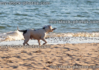 Stock image of English Bull Terrier playing in sea / seaside beach
