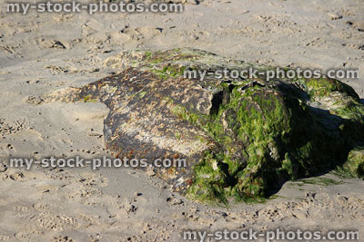 Stock image of large rock on beach, covered with green seaweed