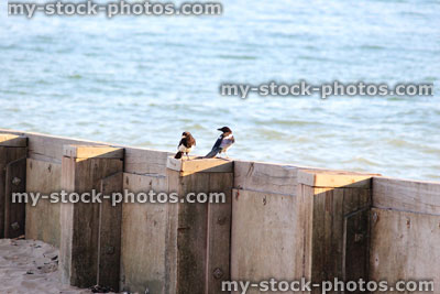 Stock image of magpies on beach by sea, wooden seaside groyne