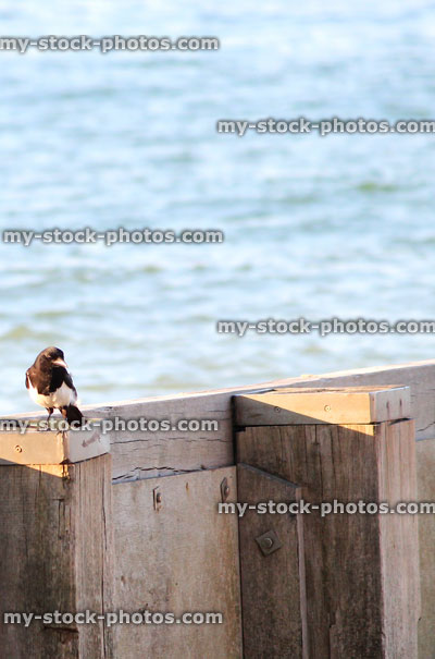 Stock image of magpies on beach by sea, wooden seaside groyne