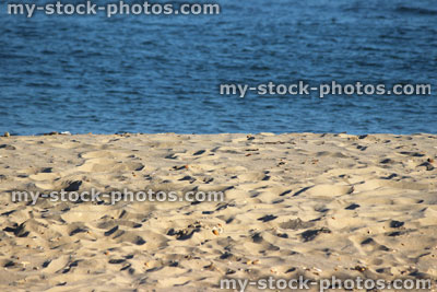 Stock image of sandy beach and blue sea waves, seaside banner / summer holiday