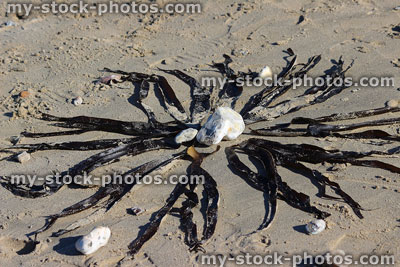 Stock image of seaweed and pebbles on sandy beach, arranged as flower