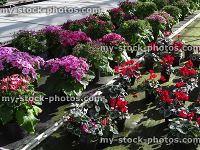 Stock image of bedding plants in garden centre greenhouse, cyclamens / cinerarias