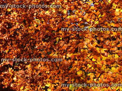 Stock image of beech tree hedge (fagus sylvatica), dried brown autumn leaves / fall colours