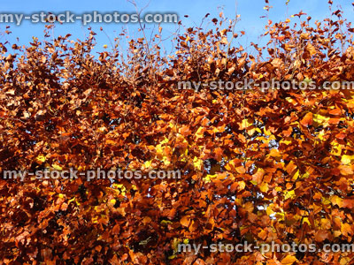 Stock image of beech tree hedge (fagus sylvatica), dried brown autumn leaves / fall colours