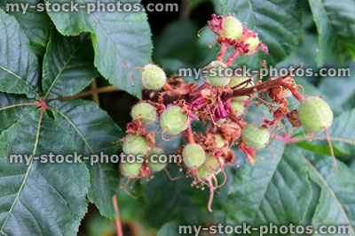 Stock image of beech nuts growing on large common beech tree (fagus sylvatica)