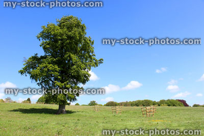 Stock image of common European beech tree (fagus sylvatica) growing in green field