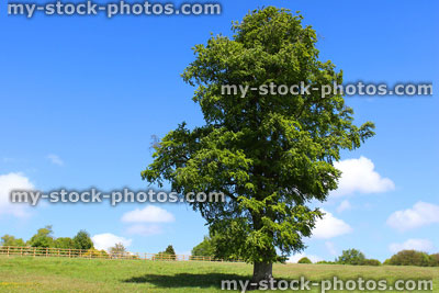 Stock image of common European beech tree (fagus sylvatica) growing in green field