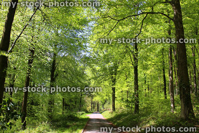 Stock image of common European beech trees (fagus sylvatica) in woodland, spring foliage