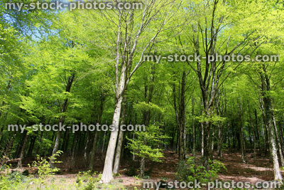 Stock image of common European beech trees (fagus sylvatica) in forest, spring leaves