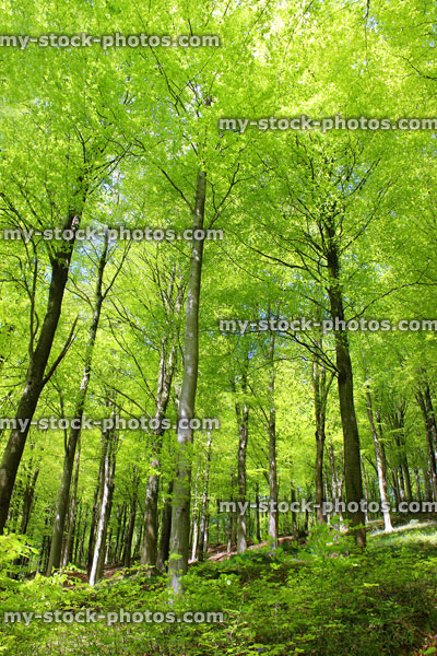 Stock image of common European beech trees (fagus sylvatica) in forest, spring foliage