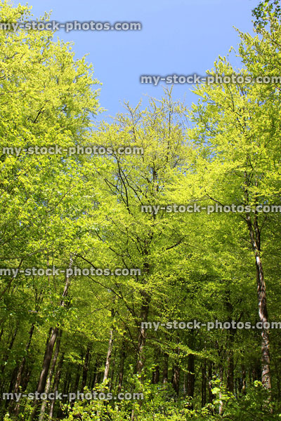 Stock image of common European beech trees (fagus sylvatica) in forest, spring foliage