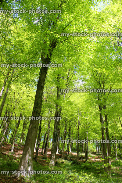 Stock image of common European beech trees (fagus sylvatica) in forest, spring sunbeams