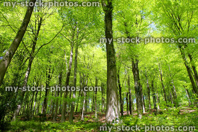 Stock image of common European beech trees (fagus sylvatica) in forest, spring sunbeams