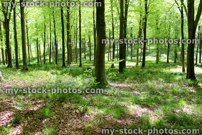 Stock image of common European beech trees (fagus sylvatica) in woodland, spring foliage