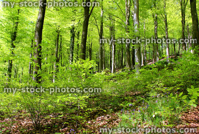 Stock image of common European beech trees (fagus sylvatica) in woodland, spring leaves