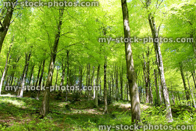Stock image of common European beech trees (fagus sylvatica) in woodland, spring leaves
