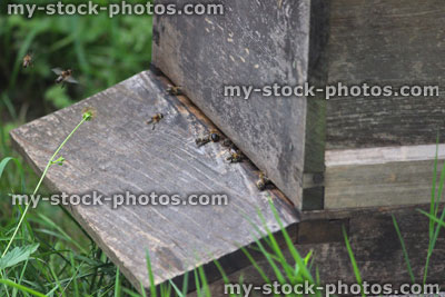 Stock image of entrance to wooden beehive, homemade beehives with honey bees flying