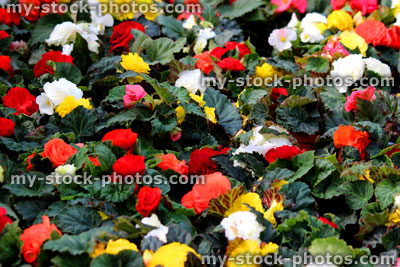 Stock image of flowering Begonias in a multitude of colours (close up)
