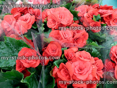 Stock image of scarlet red begonia flowers, pot plants, flowering house plant