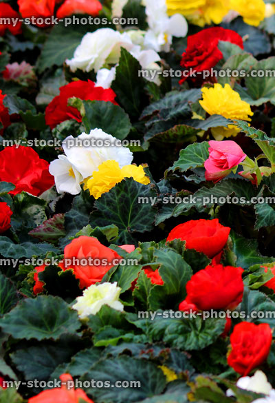 Stock image of flowering begonias, red, white, yellow begonia flowers (close up)