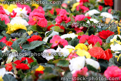 Stock image of flowering Begonias in a multitude of colours (close up)