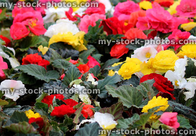 Stock image of flowering begonias, red, white, yellow begonia flowers (close up)